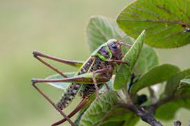 Attēlu rezultāti vaicājumam “Decticus verrucivorus nymph”