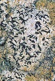 Attēlu rezultāti vaicājumam “Opegrapha atra”