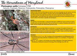 Attēlu rezultāti vaicājumam “Phalangium opilio”