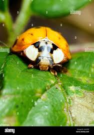 Attēlu rezultāti vaicājumam “Harmandia”