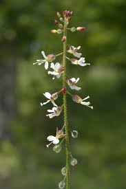 Attēlu rezultāti vaicājumam “Circaea lutetiana”