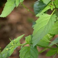 Attēlu rezultāti vaicājumam “Fuligo laevis”