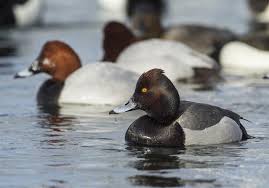 Image result for Aythya fuligula