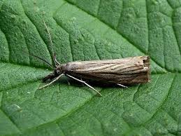 Attēlu rezultāti vaicājumam “Chrysoteuchia culmella”