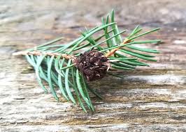 Attēlu rezultāti vaicājumam “Sacchiphantes abietis”