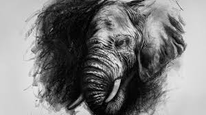 Image result for sad elephant