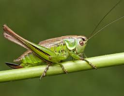 Attēlu rezultāti vaicājumam “Tettigoniodea”