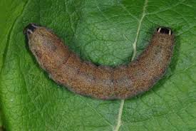 Attēlu rezultāti vaicājumam “Cribraria rubiginosa”