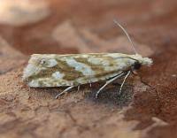 Attēlu rezultāti vaicājumam “Thiodia citrana”