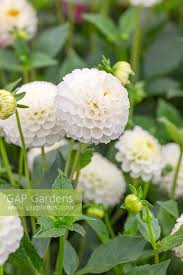 Image result for Dahlia `Snowflake`