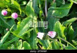 Attēlu rezultāti vaicājumam “Bellis perennis bud”
