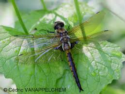 Attēlu rezultāti vaicājumam “Epitheca bimaculata”