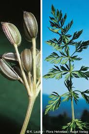 Attēlu rezultāti vaicājumam “Carum carvi flower”