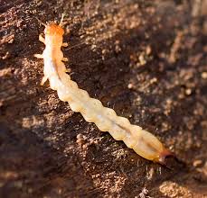 Attēlu rezultāti vaicājumam “Pyrochroidae larva”