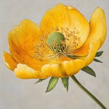 Attēlu rezultāti vaicājumam “Trollius europaeus bud”