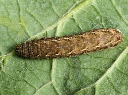 Attēlu rezultāti vaicājumam “Xestia baja”