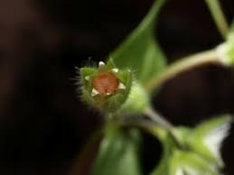 Attēlu rezultāti vaicājumam “Stellaria media bud”