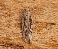 Attēlu rezultāti vaicājumam “Gelechia rhombella”