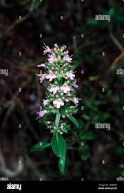 Attēlu rezultāti vaicājumam “Acinos arvensis leaf”