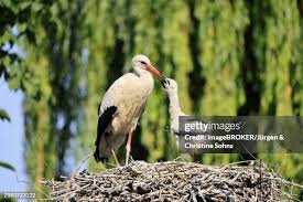 Attēlu rezultāti vaicājumam “Ciconia ciconia juvenile”