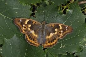 Attēlu rezultāti vaicājumam “Apatura ilia”