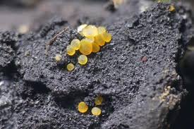 Attēlu rezultāti vaicājumam “Orbilia sp.”