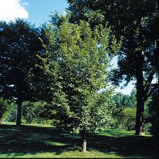 Attēlu rezultāti vaicājumam “Carpinus caroliniana”