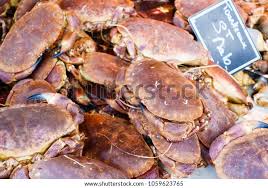 Image result for Cancer irroratus