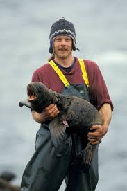 Image result for Eumetopias jubatus