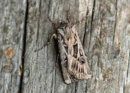 Attēlu rezultāti vaicājumam “Agrotis vestigialis”