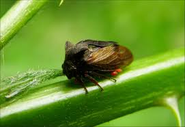 Attēlu rezultāti vaicājumam “Centrotus cornutus”