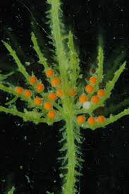 Attēlu rezultāti vaicājumam “Chara aspera”