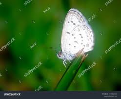 Attēlu rezultāti vaicājumam “Maculinea teleius”