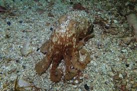 Image result for Leeds Free Divers Octopush Club