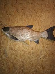 Image result for Ctenopharyngodon idella