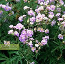 Image result for Geranium `Summer Skies`