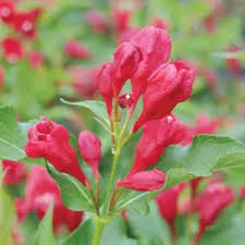 Attēlu rezultāti vaicājumam “Weigela praecox”