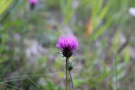 Image result for Alpendistel