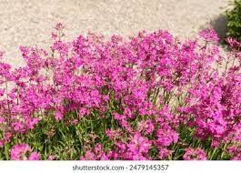 Attēlu rezultāti vaicājumam “Silene viscaria bud”