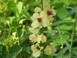 Image result for Verbascum nigrum