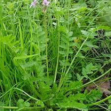 Attēlu rezultāti vaicājumam “Erodium cicutarium bud”