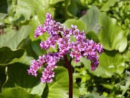 Image result for Bergenie