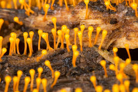 Attēlu rezultāti vaicājumam “Physarum viride var. incanum stalked”