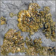 Attēlu rezultāti vaicājumam “Licea pusilla”