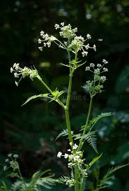 Attēlu rezultāti vaicājumam “Umbelliferae”