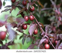 Attēlu rezultāti vaicājumam “Prunus cerasifera fruit”