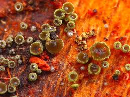 Attēlu rezultāti vaicājumam “Hyphodiscus hymeniophilus”