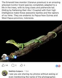 Attēlu rezultāti vaicājumam “Petractis sp.”