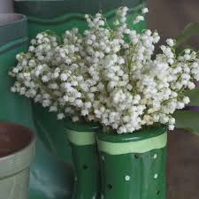 Attēlu rezultāti vaicājumam “Convallaria majalis bud”