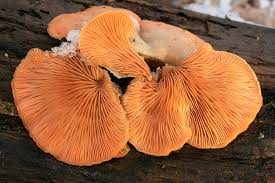 Attēlu rezultāti vaicājumam “Phyllotopsis nidulans”